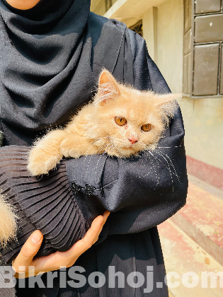 পার্সিয়ান বিড়াল